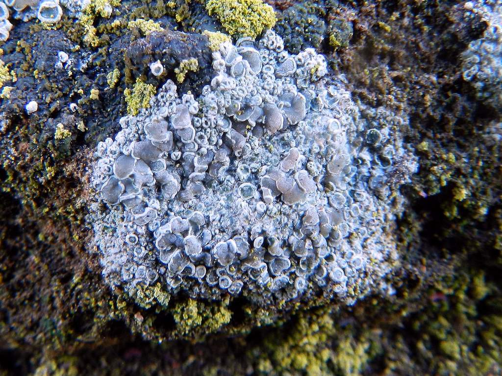 Lecanora sp. ?